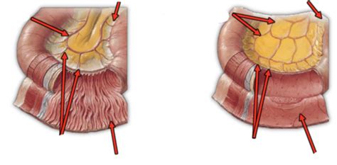 Midgut & Hindgut Anatomy Flashcards | Quizlet