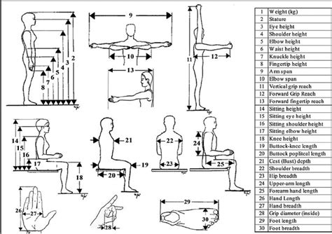 12 best Anthropometry images on Pinterest | Anatomy, Human dimension and Anatomy reference