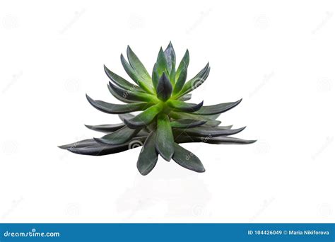 Dark Green Succulent Isolated on White Background Stock Image - Image of beautiful, leaf: 104426049