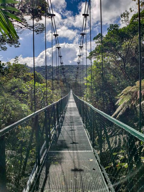 Hanging Bridges in Monteverde [2024 Guide]: Walking over the Cloud Forests – Paradise Catchers