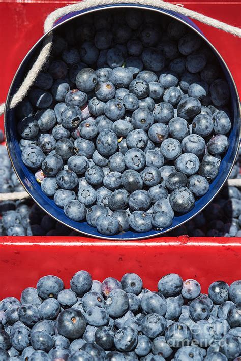 Blueberry Harvest Photograph by John Greim - Fine Art America