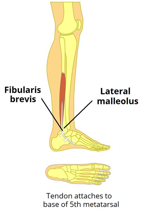 Fibularis (Peroneus) Brevis - Attachments - TeachMeAnatomy