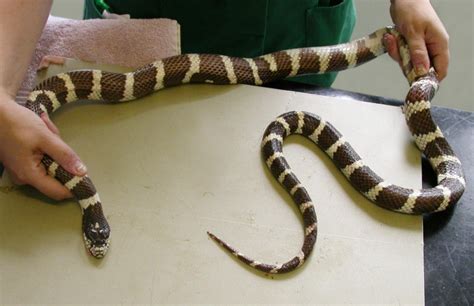 Snake in a bind after eating its own tail | Daily Mail Online