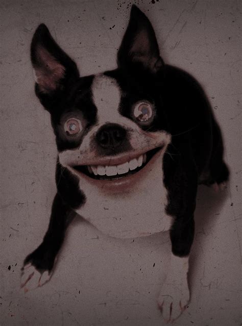 Dog With Human Teeth