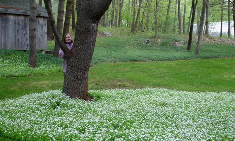 Sweet Woodruff: So Much More Than a Groundcover! - Laidback Gardener