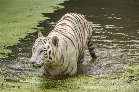 All About Sundarbans National Park in West Bengal - Treebo