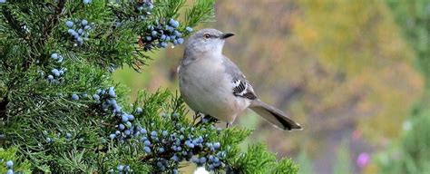 Mockingbird Symbolism, Dreams, and Messages - Spirit Animal Totems