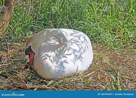 Swan Hatching Eggs on a Nest Stock Image - Image of nesting, lake: 150742443