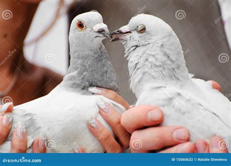 Wedding doves stock photo. Image of dove, feelings, marriage - 15060632