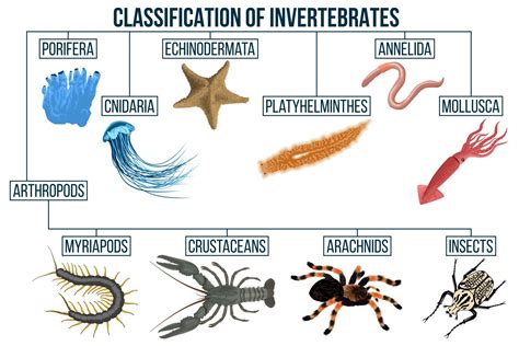 Classification Of Invertebrates Chart With Definitions And, 50% OFF