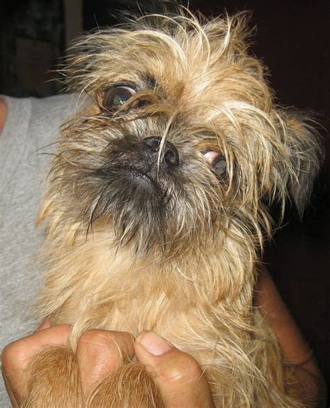 Five Ugly Dog Breeds | PetHelpful