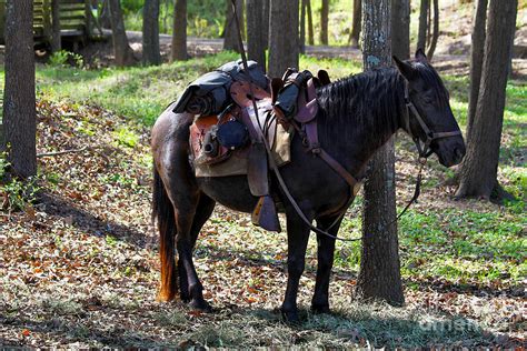 U. S. Cavalry Horse in Texas Photograph by Catherine Sherman - Fine Art America