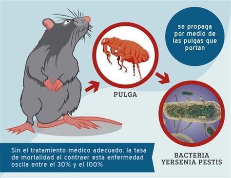 La Peste Bubónica, aún presente en nuestros días - Meditip