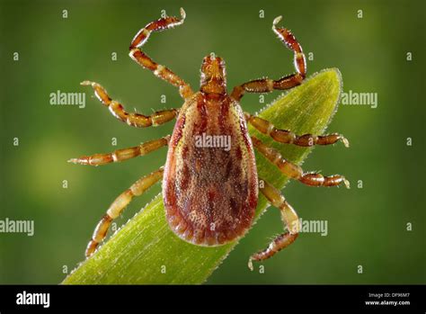 Amblyomma hi-res stock photography and images - Alamy