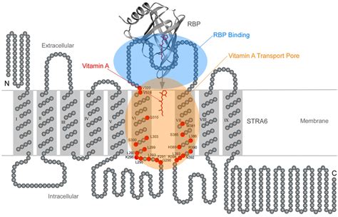 Membranes | Special Issue : Structure and Function of Membrane Receptors