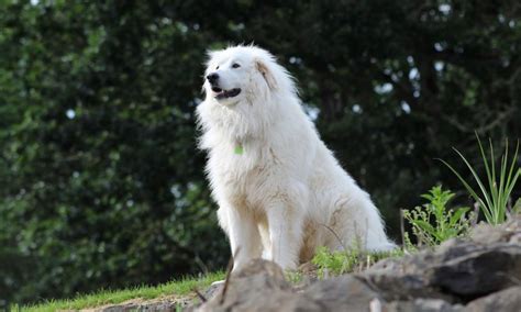 Great Pyrenees Breed: Characteristics, Care & Photos | BeChewy