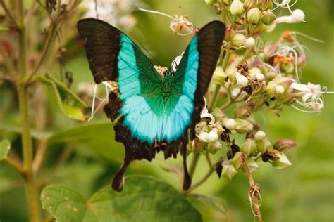 Spectacular Indigenous Butterflies Of India | Wrytin