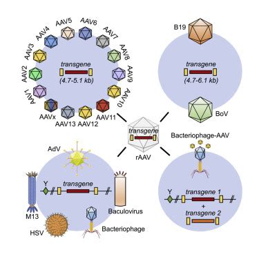 Best of most possible worlds: Hybrid gene therapy vectors based on parvoviruses and heterologous ...