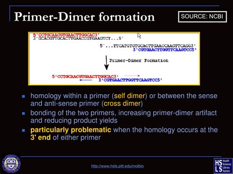 PPT - Primer Design & Restriction Analysis 10 th April 2013 PowerPoint Presentation - ID:6884133