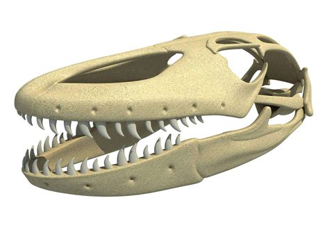 Komodo Dragon Skull Anatomy