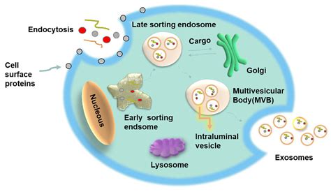 IJMS | Free Full-Text | Exosomes as New Biomarkers and Drug Delivery Tools for the Prevention ...