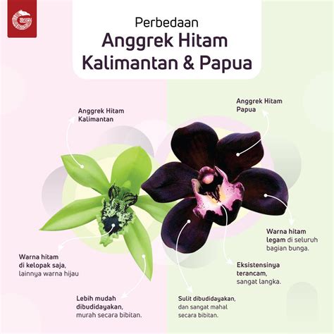 Paling Populer 13+ Gambar Bunga Anggrek Hitam Kalimantan - Gambar Bunga ...