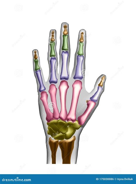 Hand Bones with Anotations for Learning or Medical Publications. Stock Illustration ...