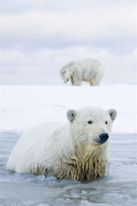 Polar Bear Pair Of Cubs Swim Photograph by Steven Kazlowski