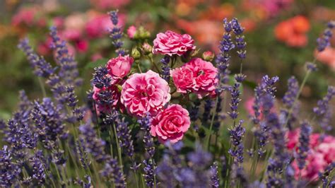 The Added Benefits Of Planting Roses Next To Lavender