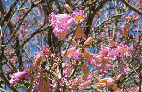 Pink Trumpet Tree a possible cure for climate changed gardens