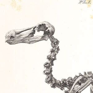 DODO Bird Skeleton Art Print Poster Scientific Chalkboard - Etsy