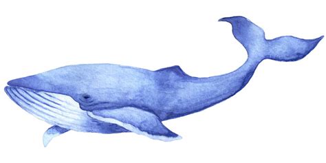 Blue Whale Drawing Images – Browse 37,403 Stock Photos, Vectors, and ...