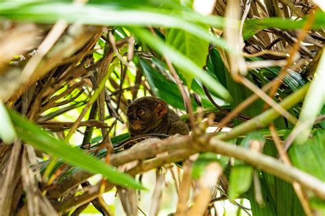 #1 BEST PLACE TO VISIT VULNERABLE TARSIERS IN BOHOL, PHILIPPINES - THE MAP CHASERS: OUR TRAVEL ...