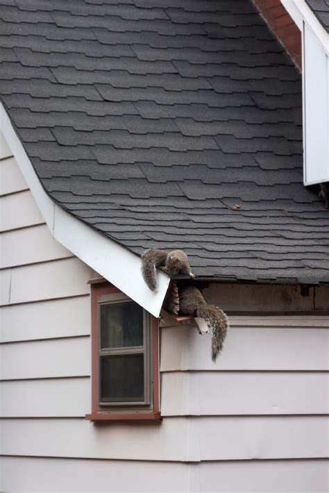 Montgomery, NJ Squirrel Removal, Squirrels in Attic | New Jersey ...