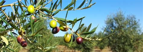 The Symbolism of the Olive Tree in the Jewish Faith - Sponsor an Olive ...