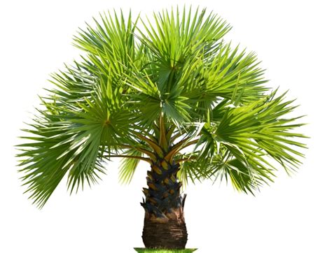 15 Perfect Small Florida Palm Trees - Garden Lovers Club