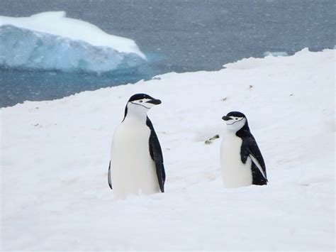 Chinstrap Penguins | These chinstrap penguins were seen on R… | Flickr