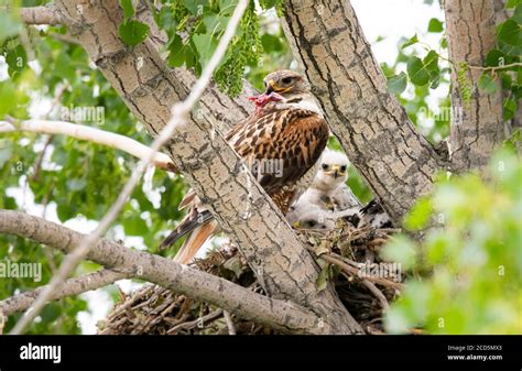 Red tailed hawk nest Stock Photo - Alamy