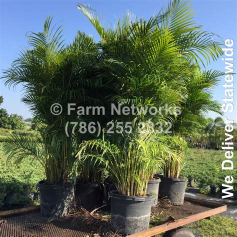 South Florida Nursery Plants and Trees - Florida Podocarpus Nursery ...