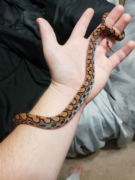 New hatchling Brazilian rainbow! Her names astrid :) : r/snakes