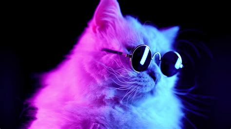 Chill Cat Wallpapers - Wallpaper Cave