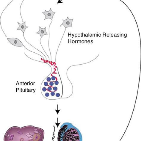 4 The hypothalamicpituitary-gonadal axis. GnRH is released into the... | Download Scientific Diagram