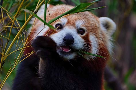 15 Remarkable Red Panda Facts