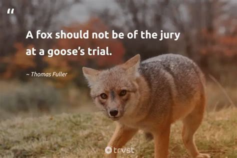 40 Fascinating Fox Quotes about the Clever Canines (2024)