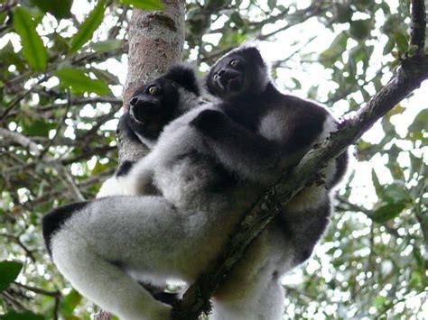 Indri - A-Z Animals