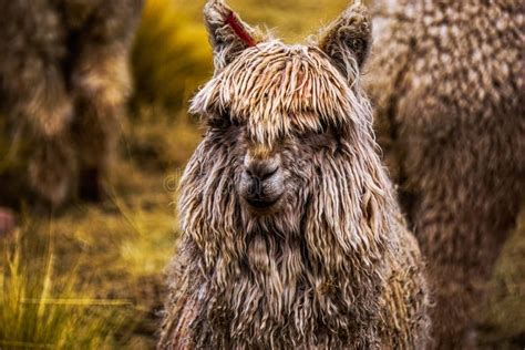 Wild Alpaca, Indigenous Animal in Cusco Peru Stock Image - Image of ...