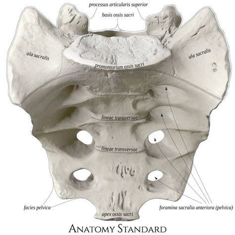 Sacrum. Front view | Anatomy for artists, Forensic anthropology, Anatomy