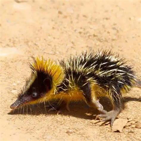 Lowland Streaked Tenrec - Facts, Diet, Habitat & Pictures on Animalia.bio