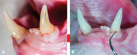 External Tooth Resorption in Cats | Today's Veterinary Practice