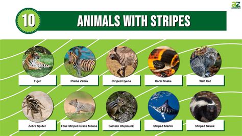 10 Animals with Stripes (Complete List With Pictures!) - A-Z Animals